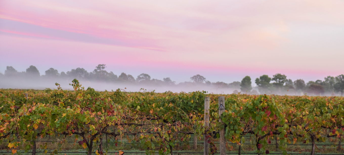 Import Beechworth Wine Popular Wineries Cellar Door