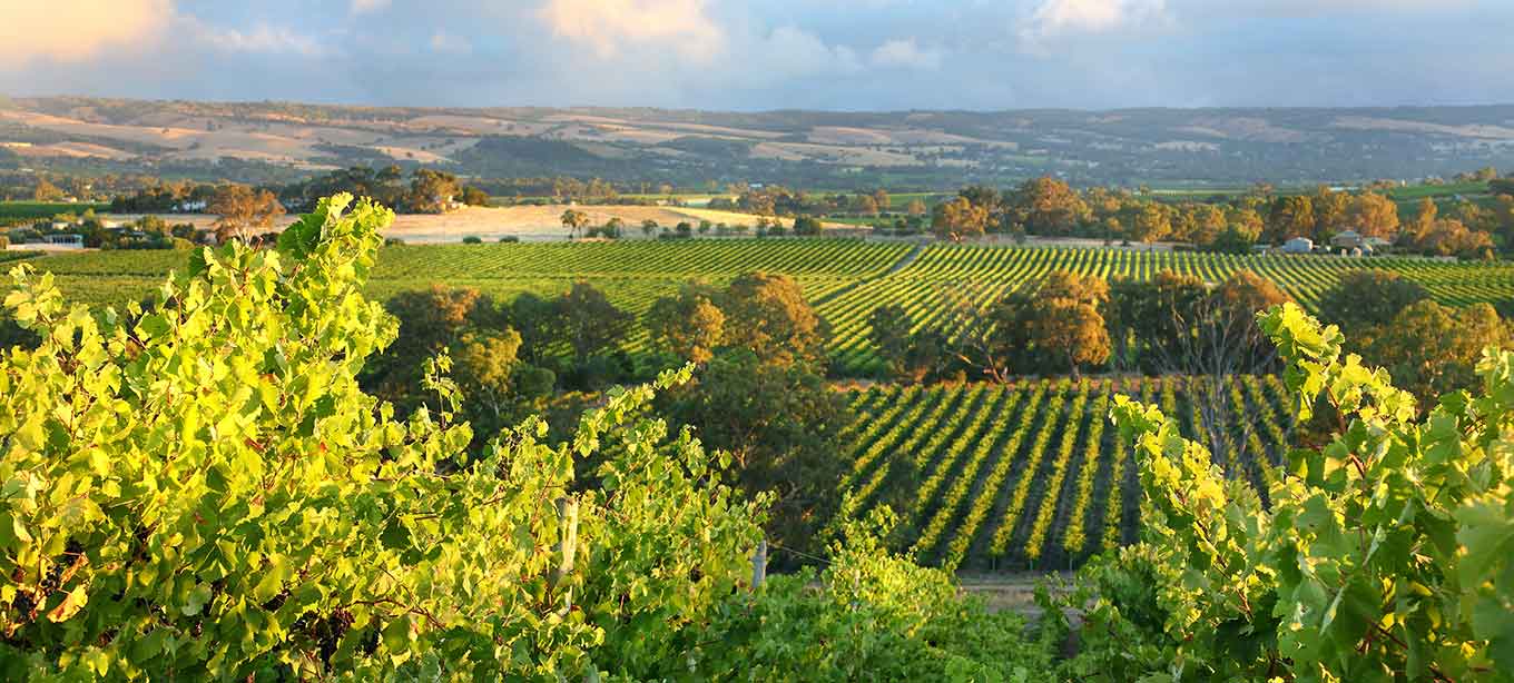 McLaren Vale Image