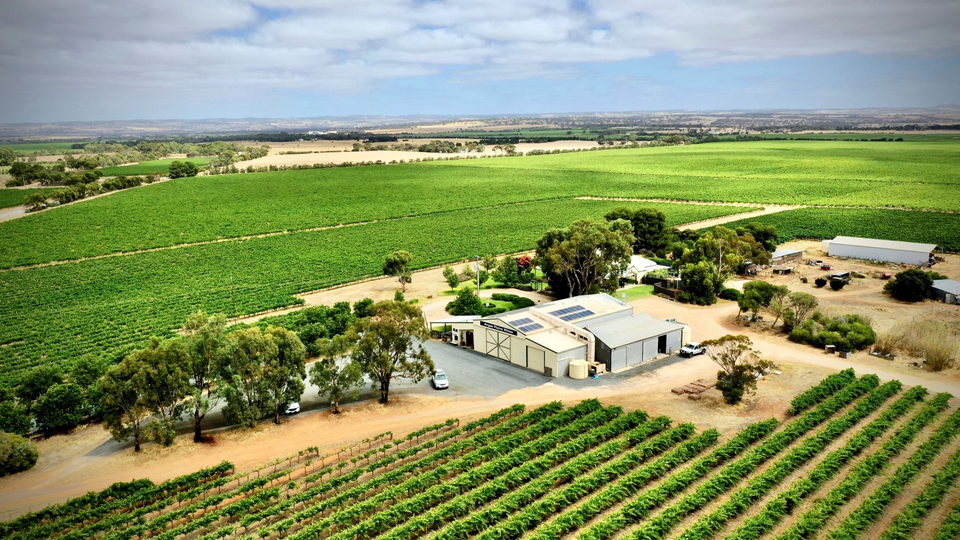 Angas Plains Wines