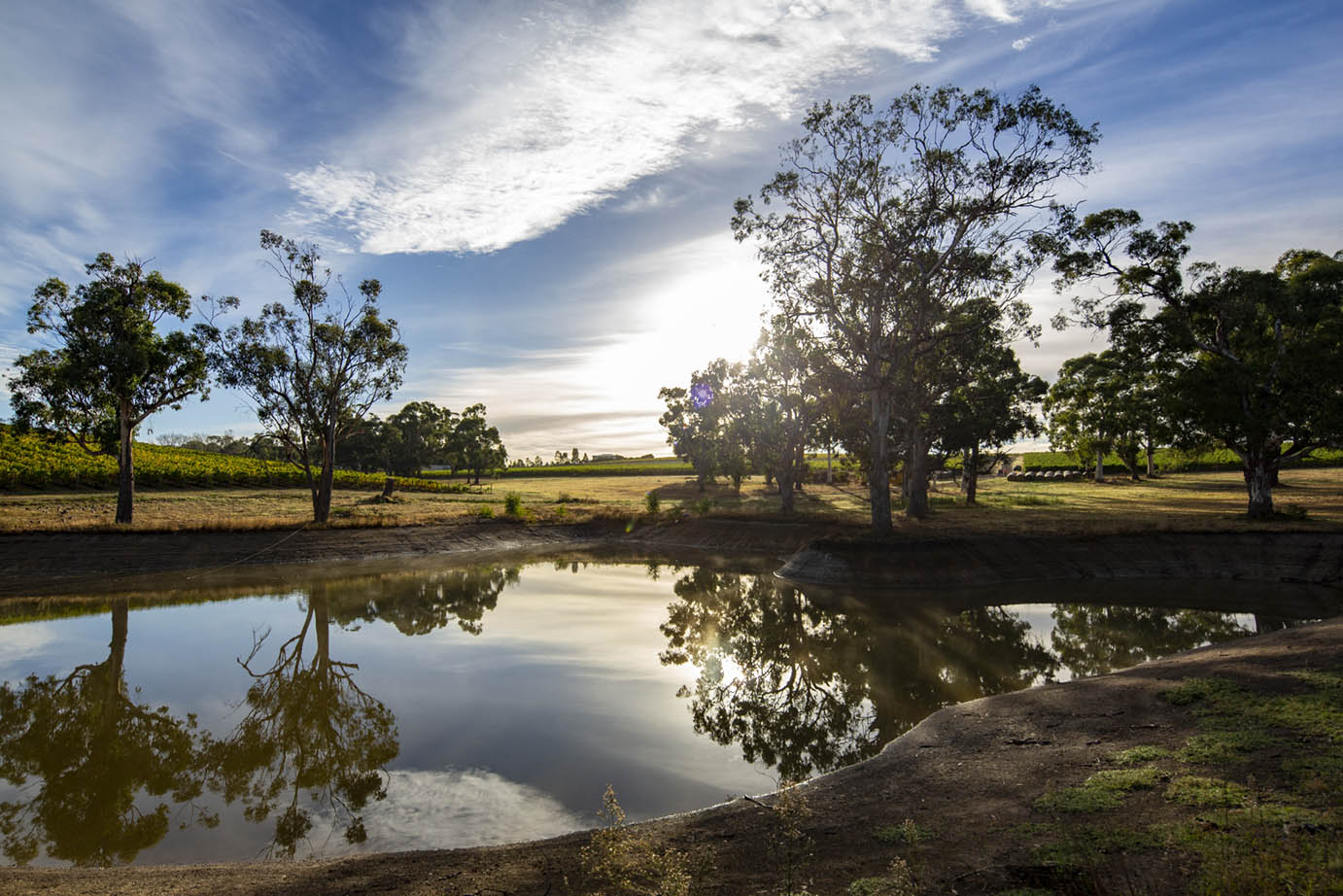 Helens Hill Vineyard