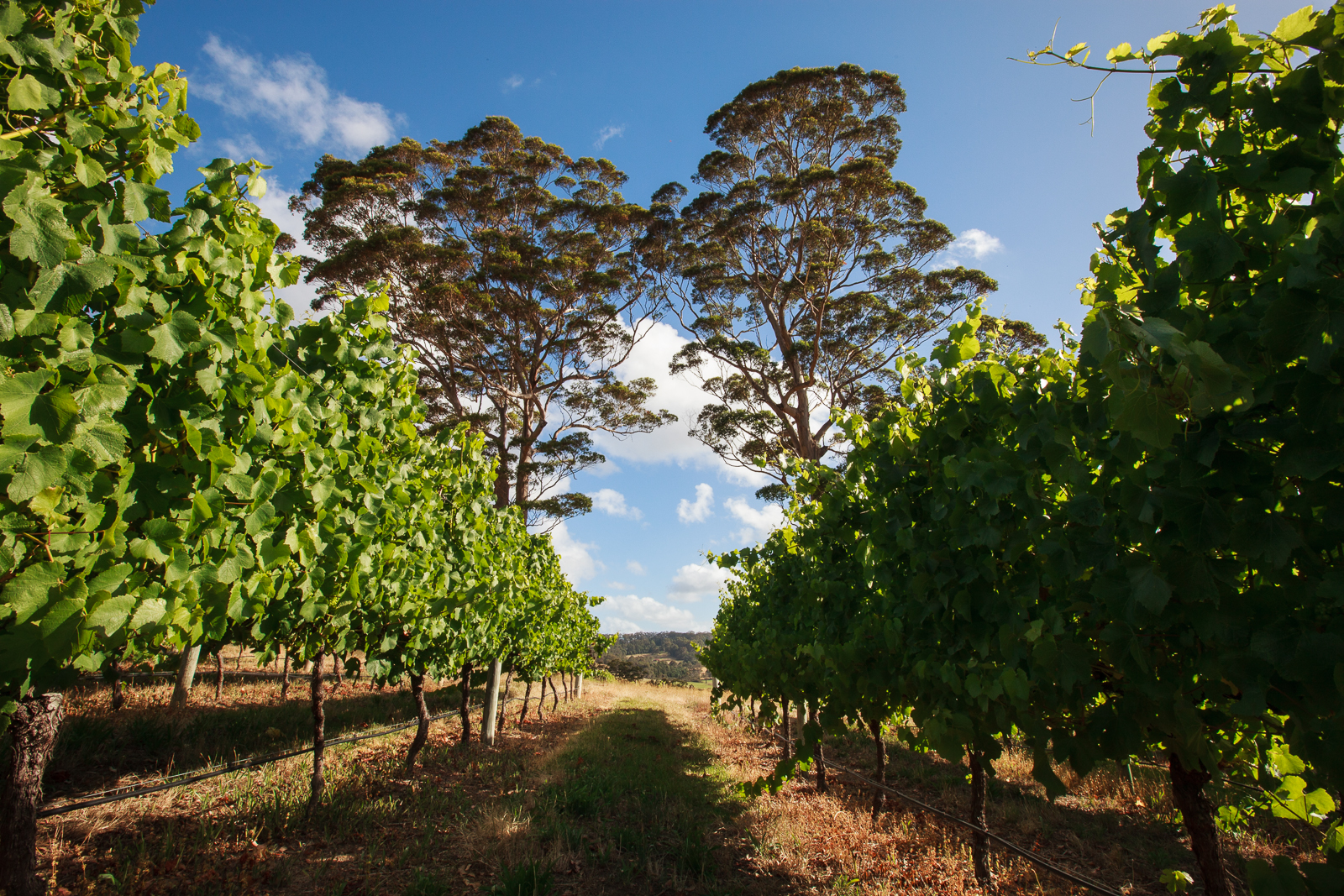 Rockcliffe Winery